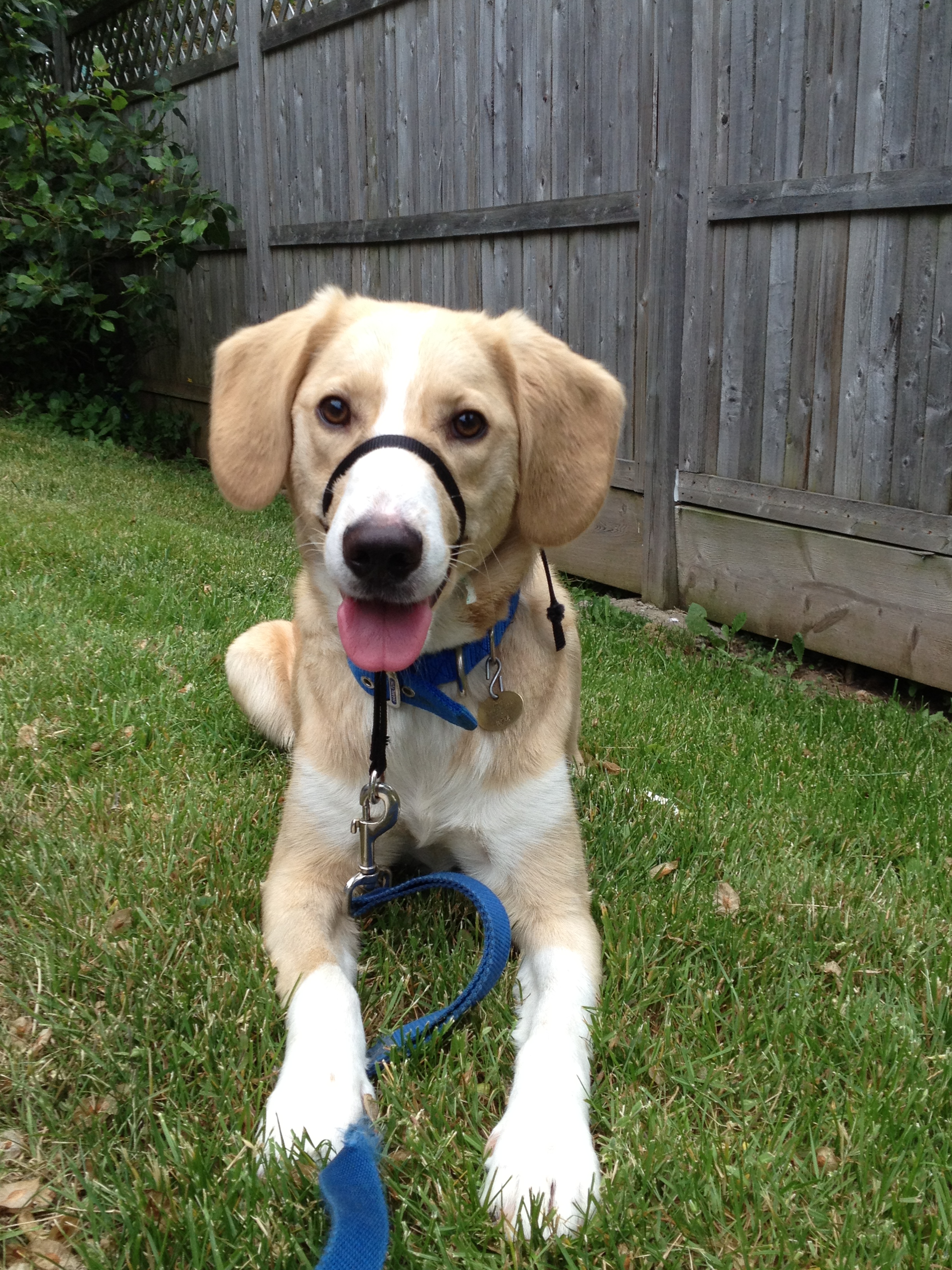 muzzle to prevent dog from eating