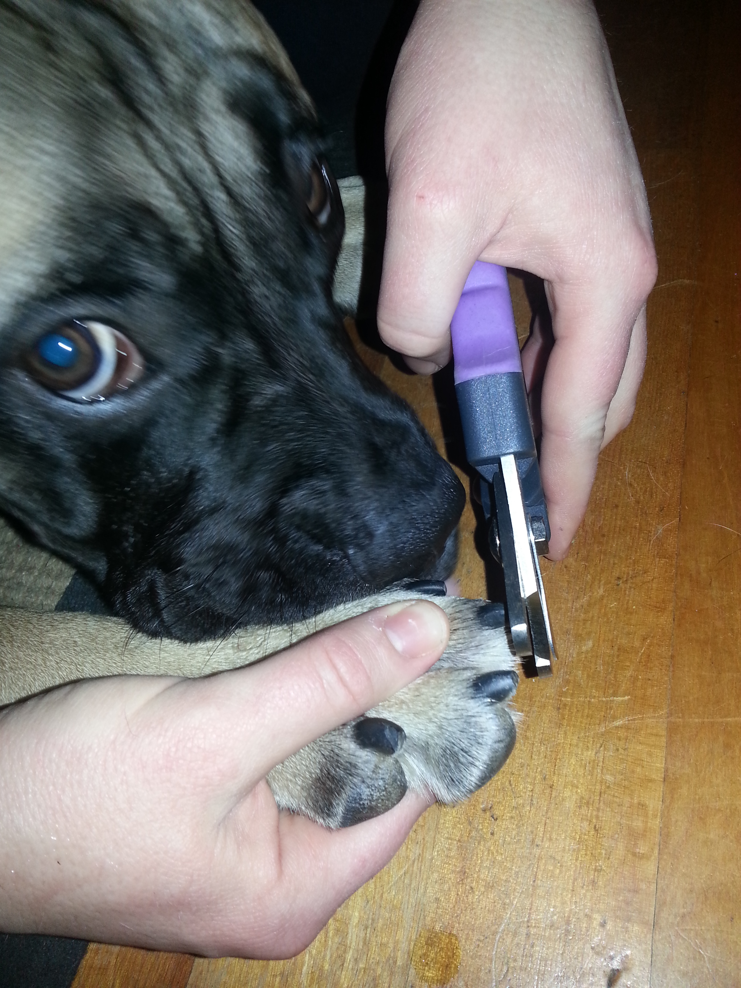 Trimming Your Dog's Nails - A Step-By-Step Guide To Success - Truro Vet