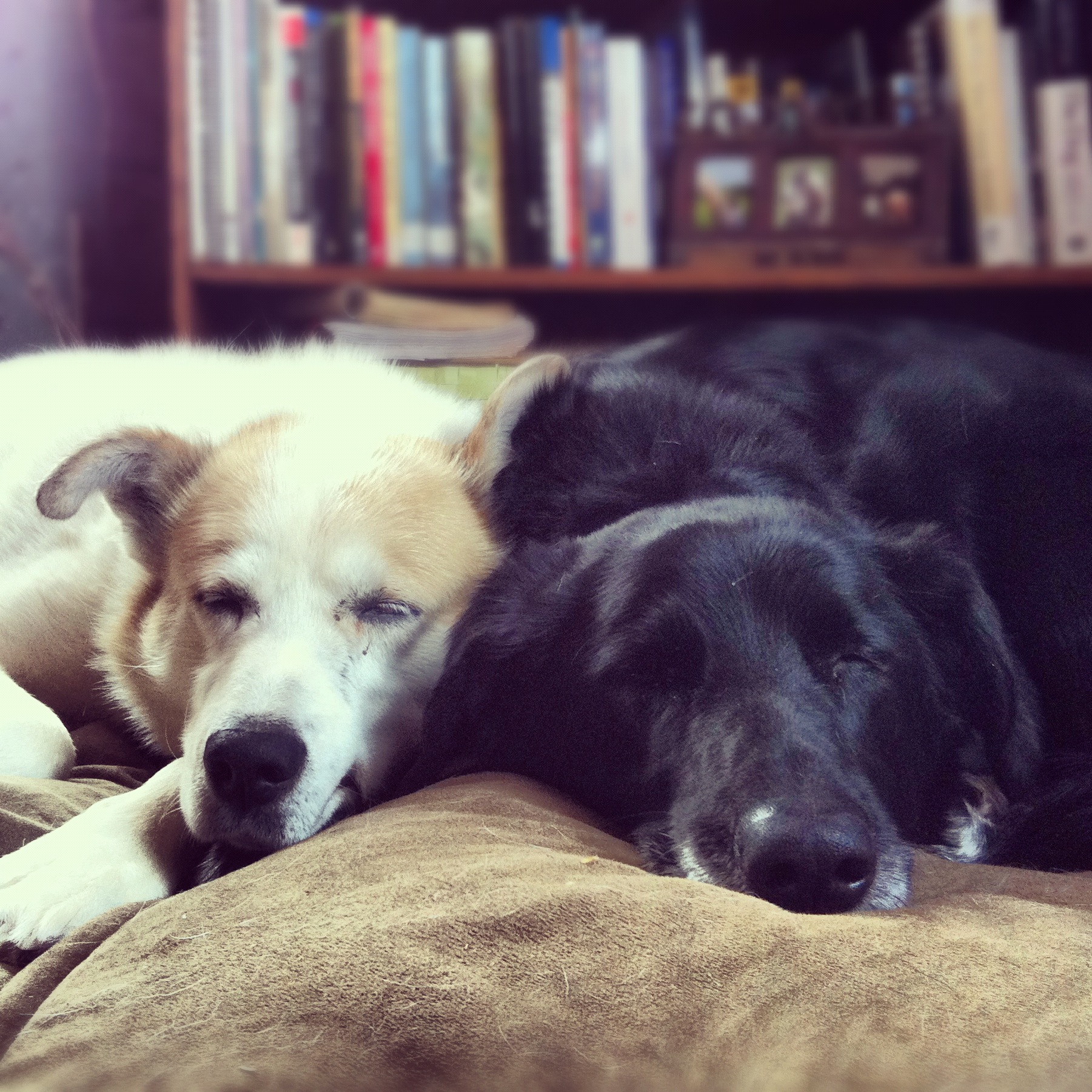I Love Old Dogs! Truro Vet