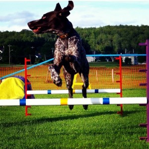 Cooper loves agility too!