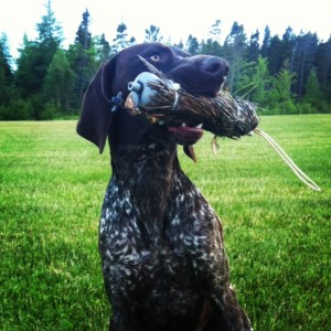 Cooper's a hunting dog!
