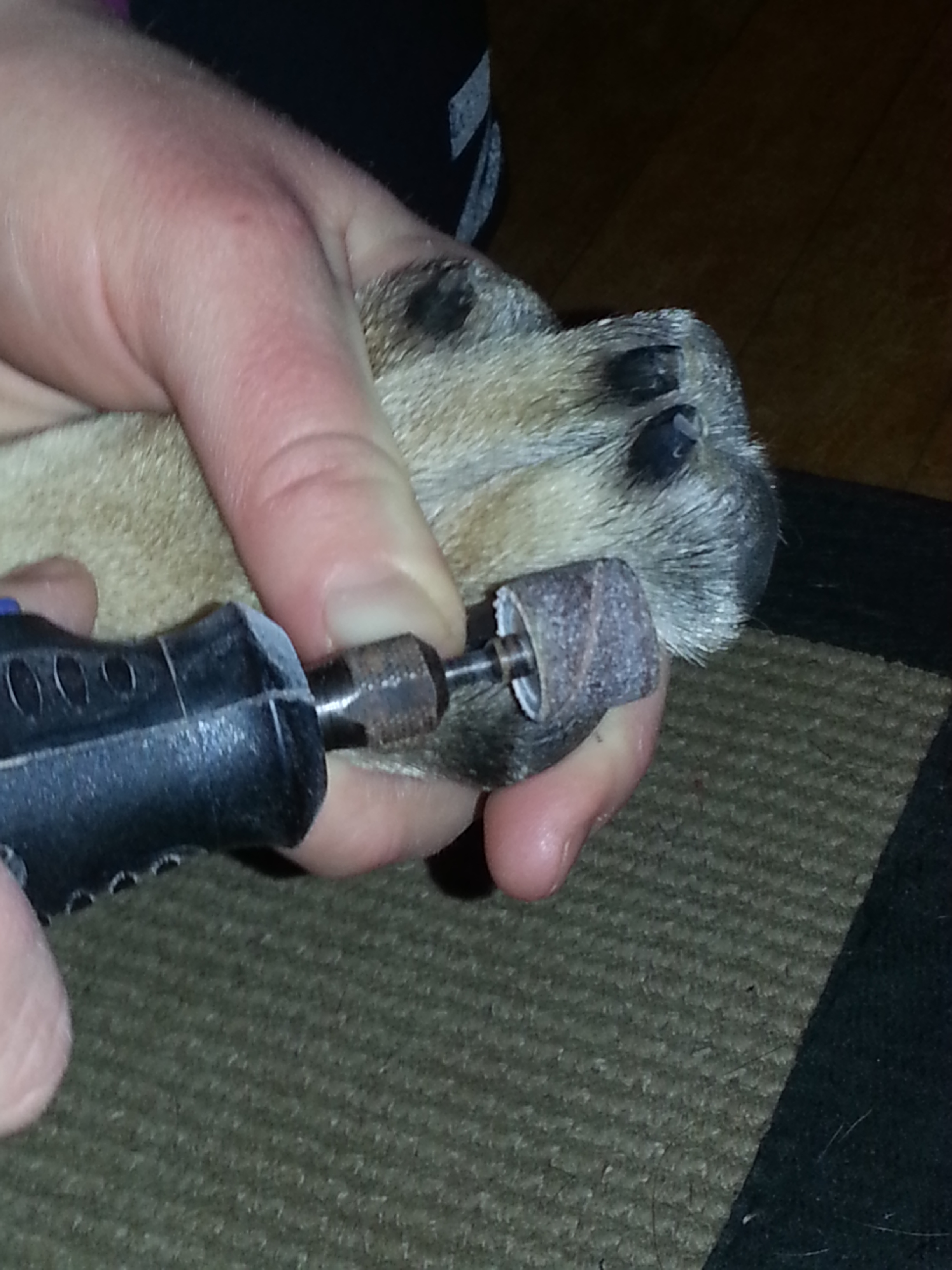 The dremel