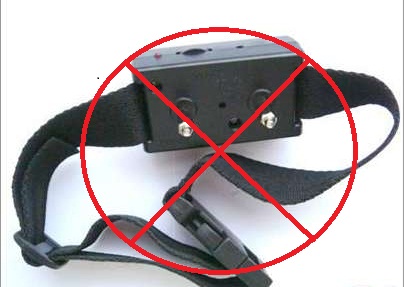 Shock collars cause pain