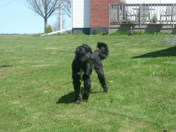 Roxie gets heartworm preventative monthly, just in case!
