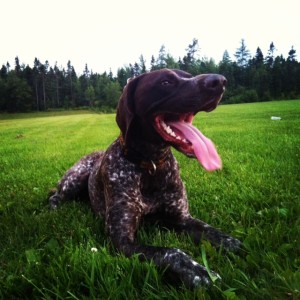 A tired dog is a happy dog!