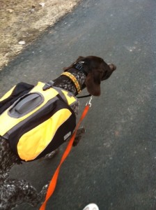 Cooper's backpack