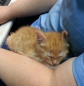 Snuggly Pineapple :)