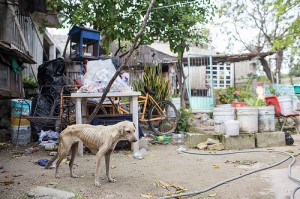 dog in Mexico