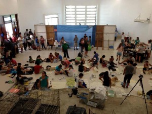 Recovering pets in Mexico