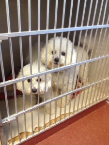 Meeghan and Bear love their kennel!