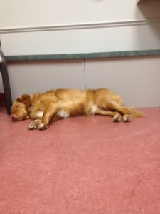 Indy playing "dead"