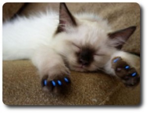 Soft Paws