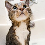 144334862-giving-cat-bath-632x475