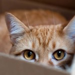 gattoscatola