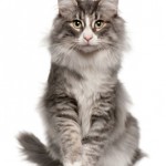 iStock_000015251643XSmall