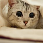pupils