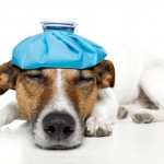 dog-pain