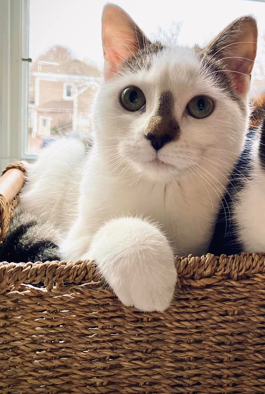 Our Care Team Truro Vet